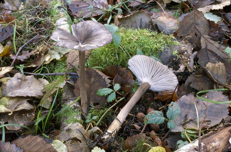 Clitocybula atrialba